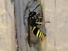 Mason Wasp